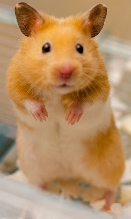 Syrian Hamster